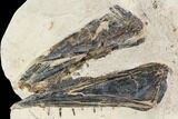 Fossil Enchodus (Fanged Fish) Lower Jaws - Morocco #107345-1
